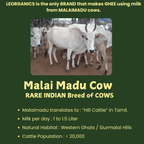 Le Organics A2 Cow Ghee | Cultured Desi Ghee | Homemade & Certified Organic Ghee