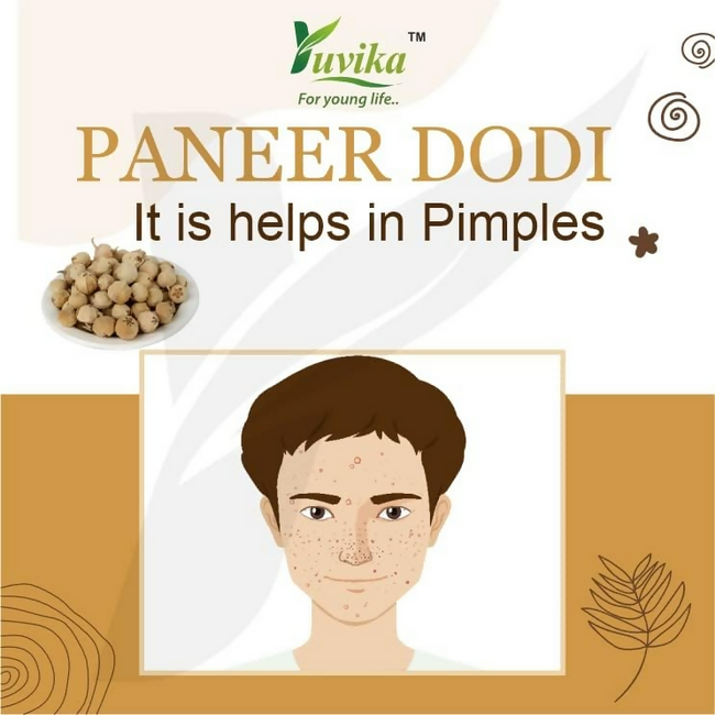 Yuvika Paneer DODI - Paneer Ke Phool - Withania Coagulan Main Image