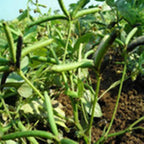 FreshOn Urad Dal Split Premium |100% Dry and Unpolished Organically Grown Natural Urad Dal | Organic Urad Dal