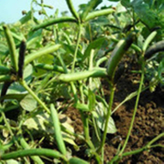 FreshOn Urad Dal Split Premium |100% Dry and Unpolished Organically Grown Natural Urad Dal | Organic Urad Dal Main Image