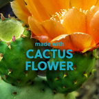 Tree Hut Desert Haze Shea Sugar Exfoliating & Hydrating Body Scrub