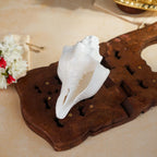 Sri Rudra Blowing Shank Big (SR 03095)