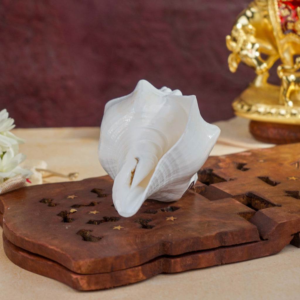 Sri Rudra Blowing Shank Big (SR 03095)