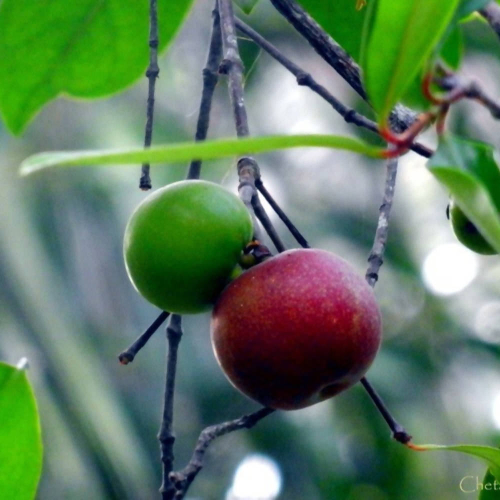 Freshon Kokum Concentrate