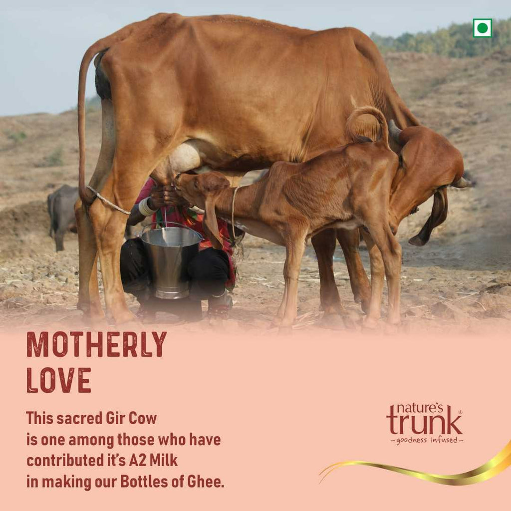 Nature's Trunk A2 Gir Cow Ghee - A2 Desi Gir Cow Ghee, Desi Ghee, Pure A2 Cow Ghee, free-grazing Grass-fed A2 Desi Ghee