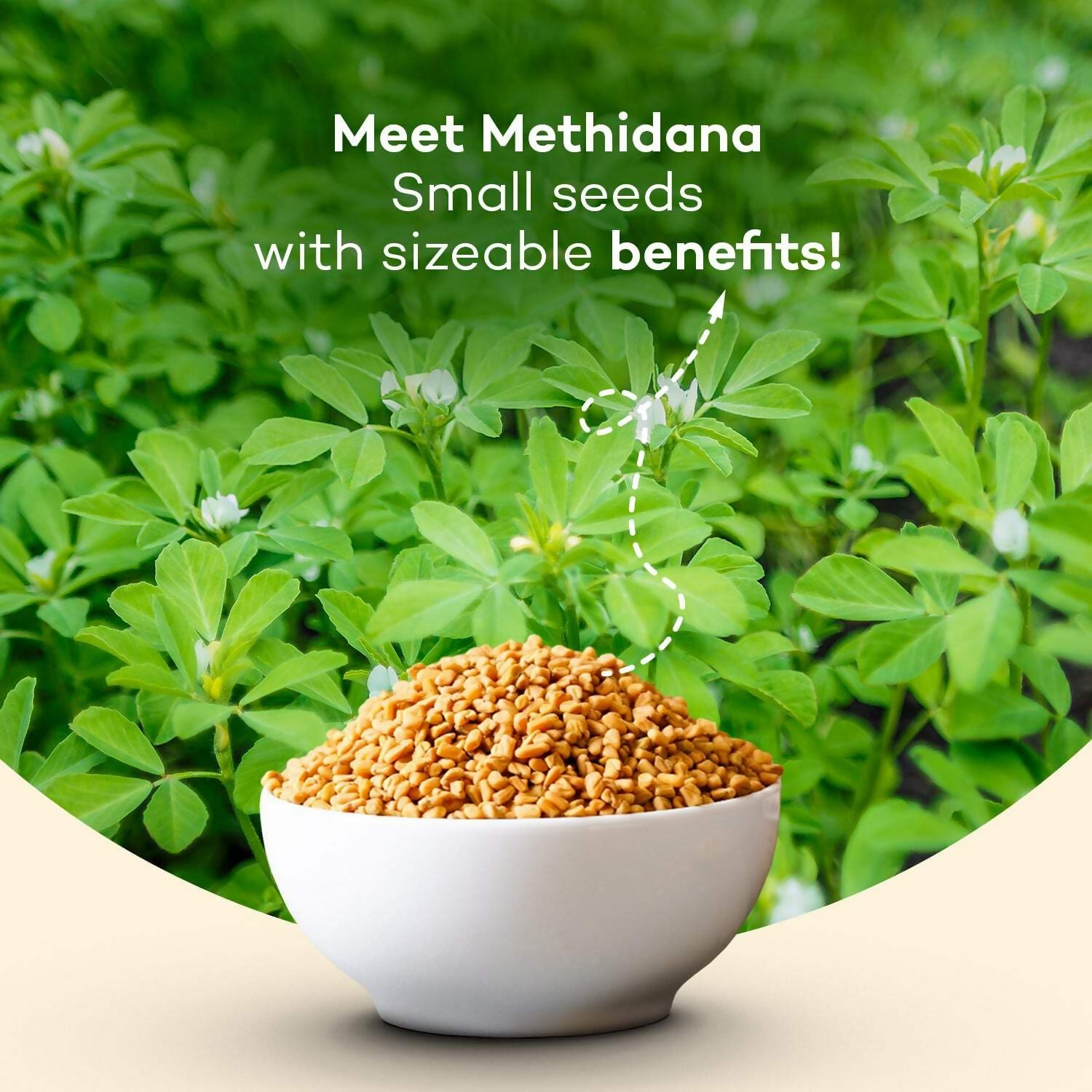 Urban Platter Fenugreek Seeds Whole