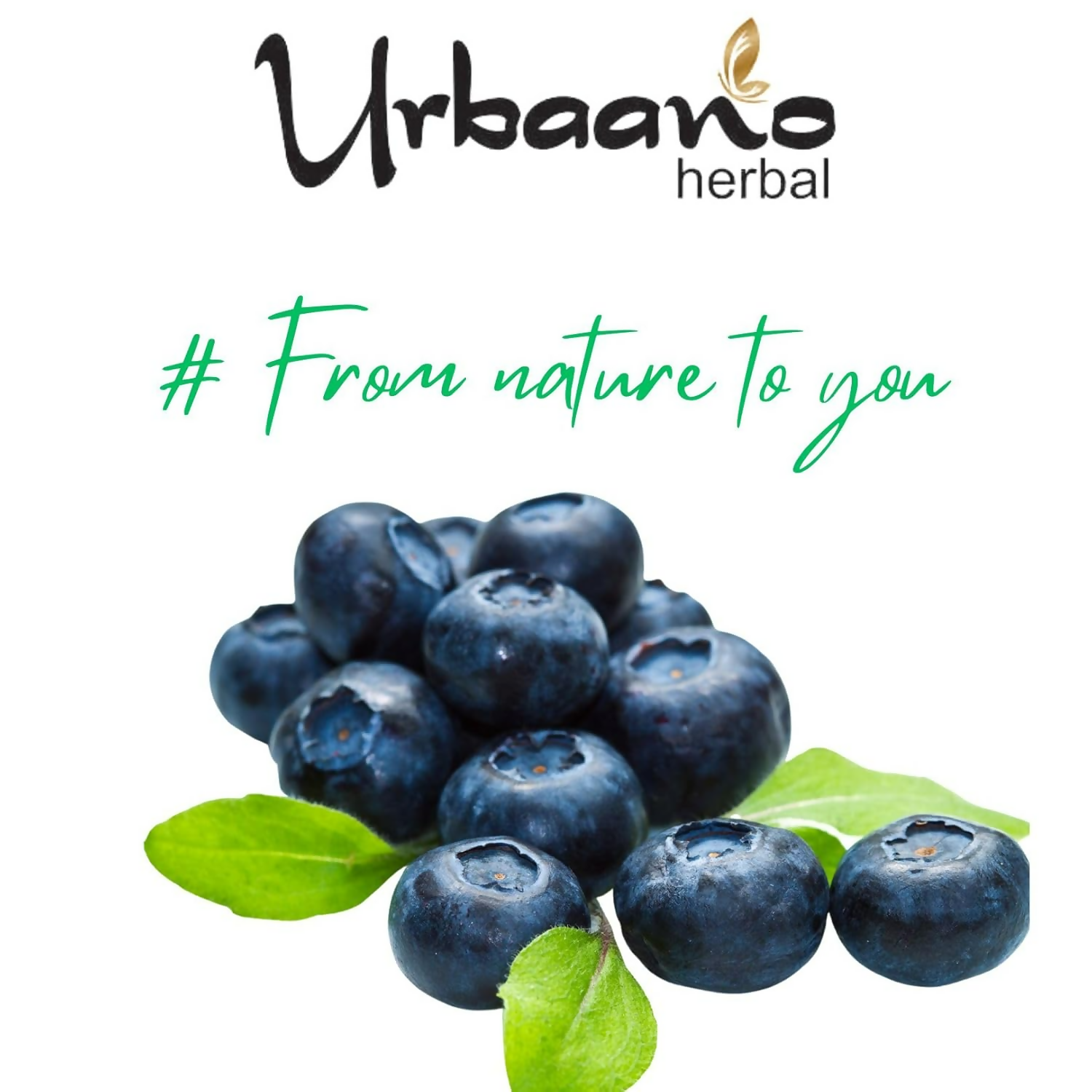 Urbaano Herbal Blue Berry Extract Water Soluble For DIY Skin Care & Hair Care Products