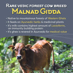 Indic Organics Forest Grazing Malnad Gidda Desi Cow's A2 Ghee | Pure Desi Cow Ghee | Cultured Premium Ghee