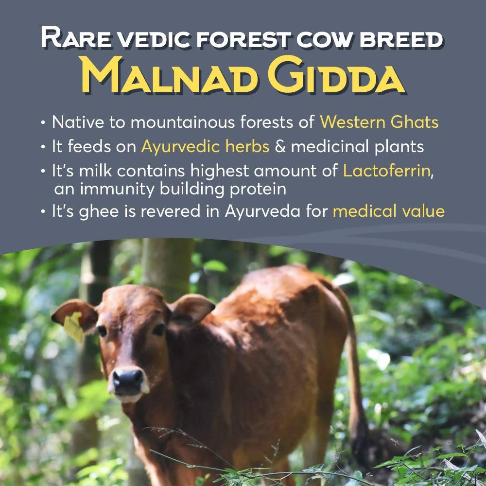 Indic Organics Forest Grazing Malnad Gidda Desi Cow's A2 Ghee | Pure Desi Cow Ghee | Cultured Premium Ghee